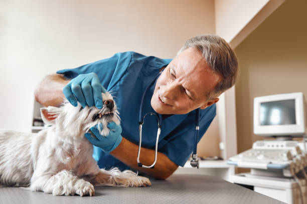  West Rson, CA Emergency Dentist Pros